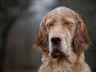 Can Dogs Get Headaches?