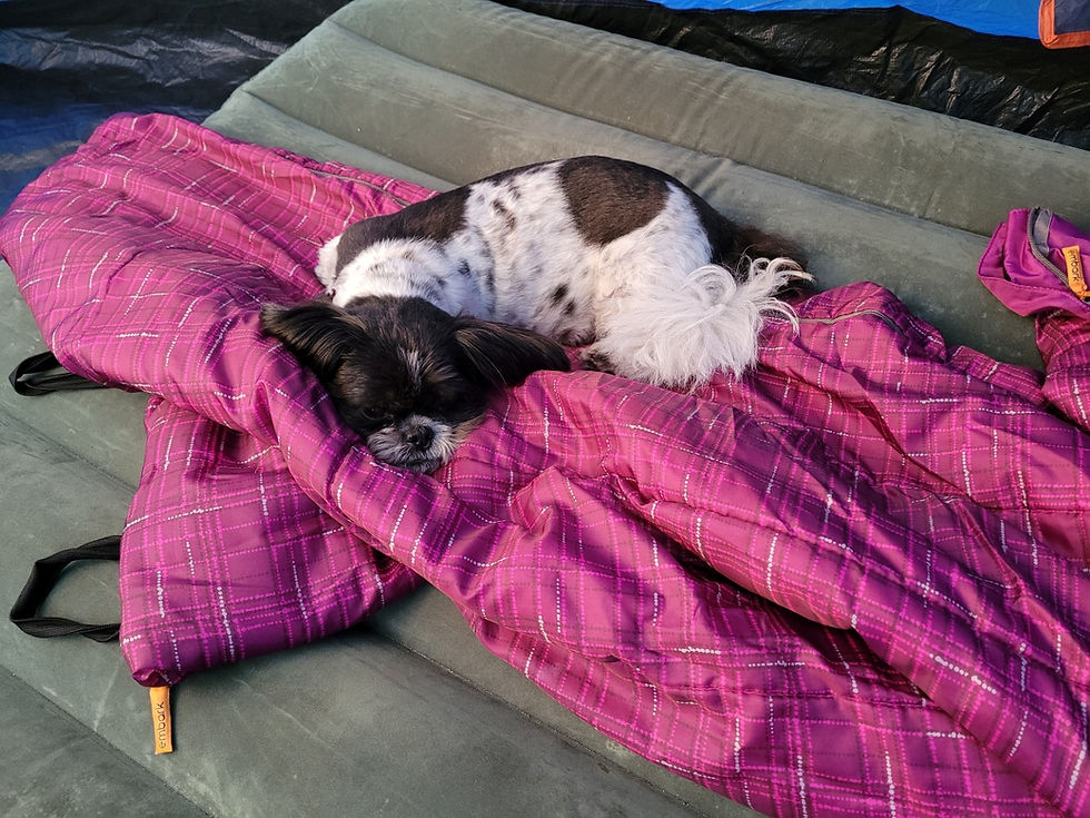Dog on sleeping bag