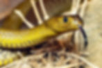 Inland taipan snake face
