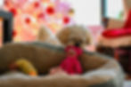 dog playing with toys by Christmas tree