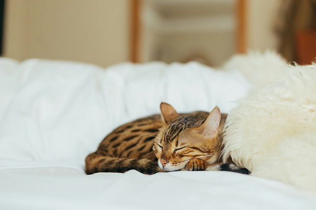 cat sleeping and purring on couch
