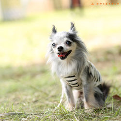 ロハスフェスタ2018　おひさまスタジオ