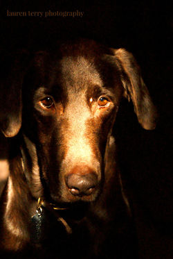 draven with shadow 2