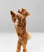 studio-shot-maltipu-dog-isolated-white-studio.jpg