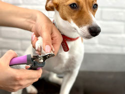 istockphoto-1415787981-1024x1024_edited