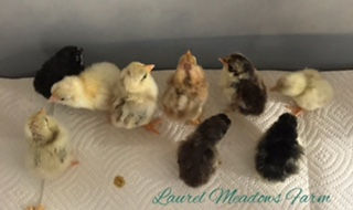 serama chicks