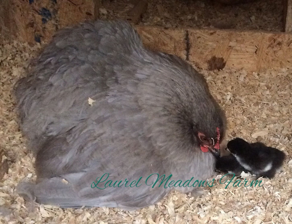 Lavender hen and chicks