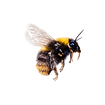 Hand-drawn Yorkshire bee artwork