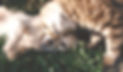 Cat%20and%20Dog_edited.jpg
