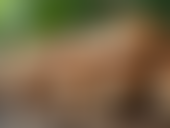 Discover the Benefits of Functional Mushrooms Today