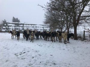 Die Rentiere sind krank - Eine etwas andere Weihnachtsgeschichte
