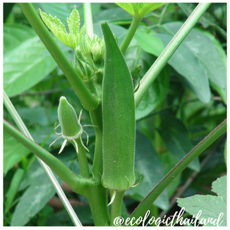 Okra