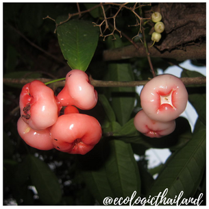 Rose Apple | Java apple