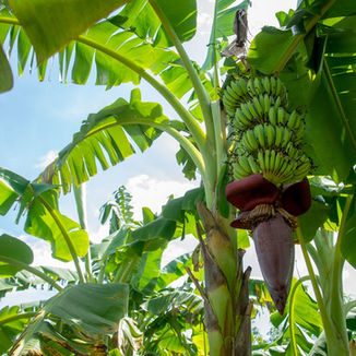 Banana