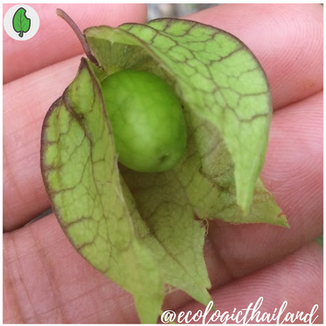 Bladder Cherry