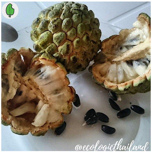 #7 edible plants (56).png