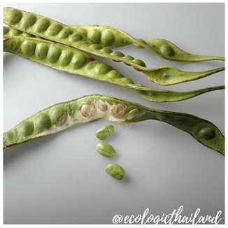 Stink Bean | Bitter Bean