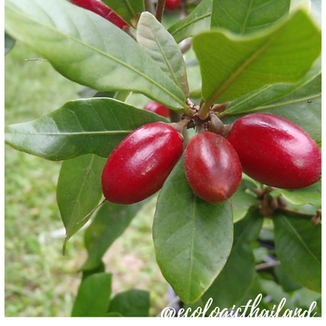 Miracle berry
