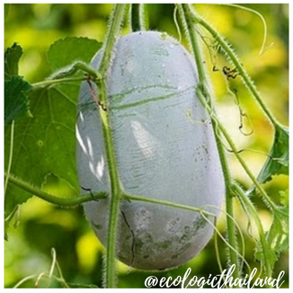 Wax gourd