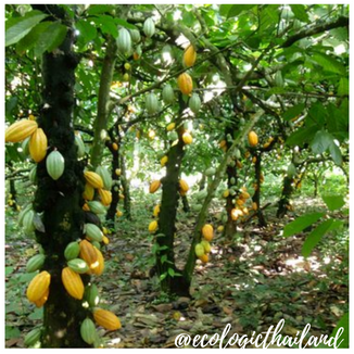 Cacao tree