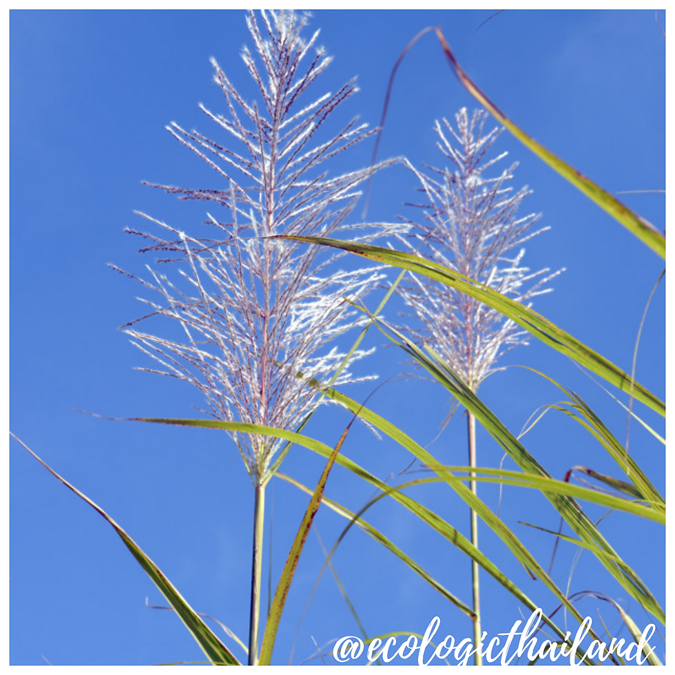 The flowers are five-parted; the male flowers have the stamens fused to the petals. The female flowers have a superior ovary and five contorted petals loosely connected at the base. The flowers are sweet-scented, open at night, and wind- or insect-pollinated.