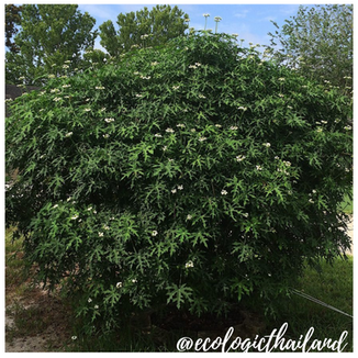 Chaya | Tree Spinach