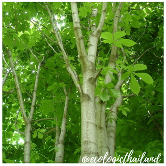Japanese Horse Chestnut