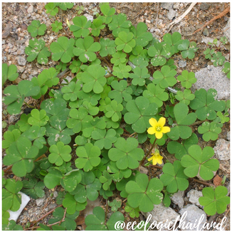 Creeping Woodsorrel