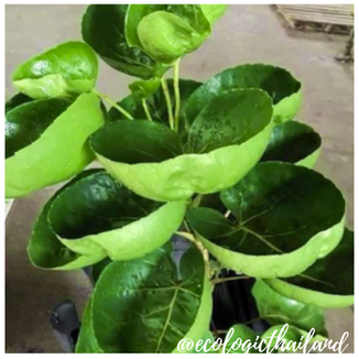 Shield Aralia