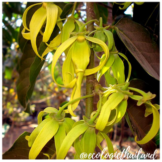 Cananga tree | Ylang ylang
