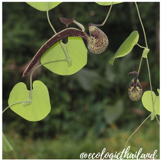 Dutchman's Pipe | Pelican flower