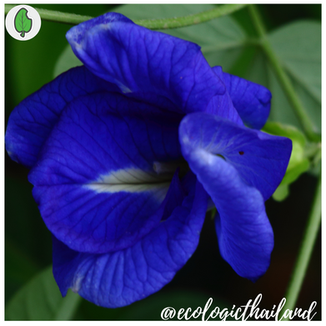 Butterfly Pea 