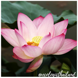 Sacred Lotus