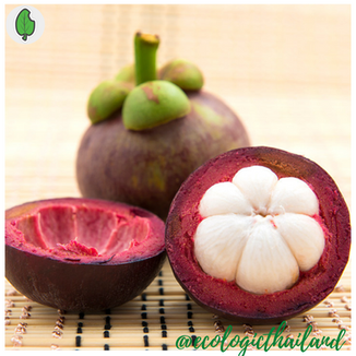 Mangosteen 