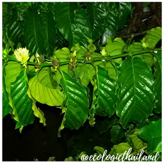 Robusta Coffee