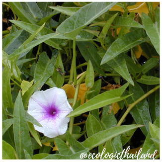 Morning Glory | Water Spinach
