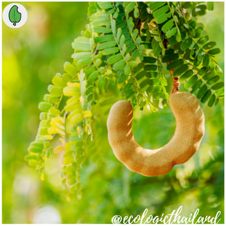 Tamarind 
