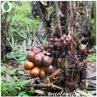 Snake fruit - aka Salak