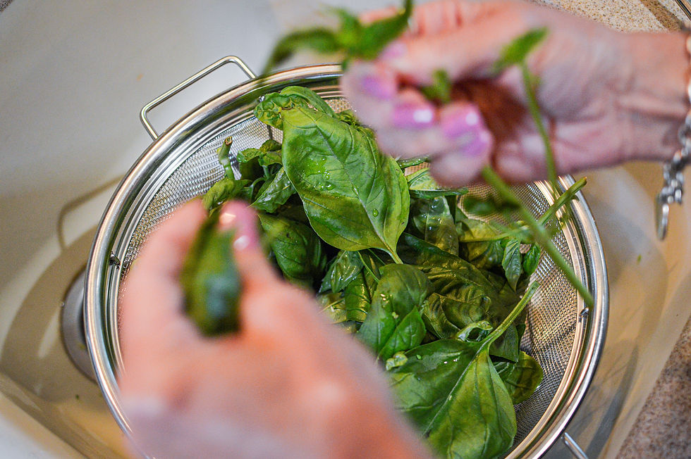 Hands with pink nails remove stems from fresh green basil leaves in a metal colander over a kitchen sink, evoking a sense of freshness.