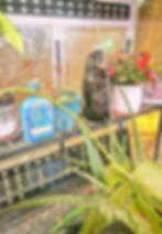 Plants in colorful pots on a shelf, with a large aloe plant in front. Background features damp glass and dotted black metal shelves.