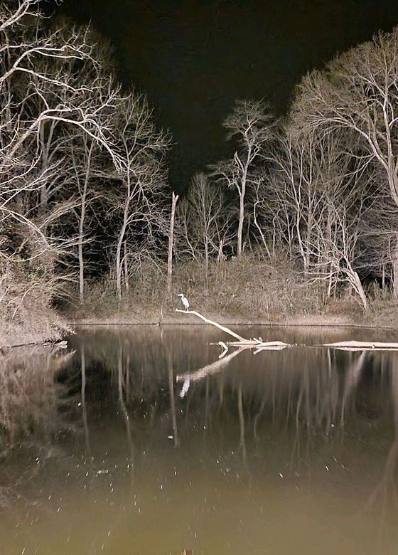 Heron in the night Lindsay edit up.jpg