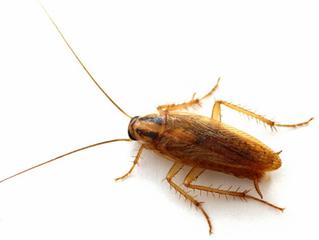 DIY Cockroach Control in the Metro