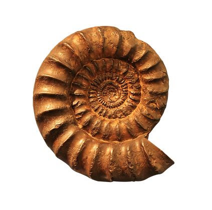 ammonite-2541707_1280.png