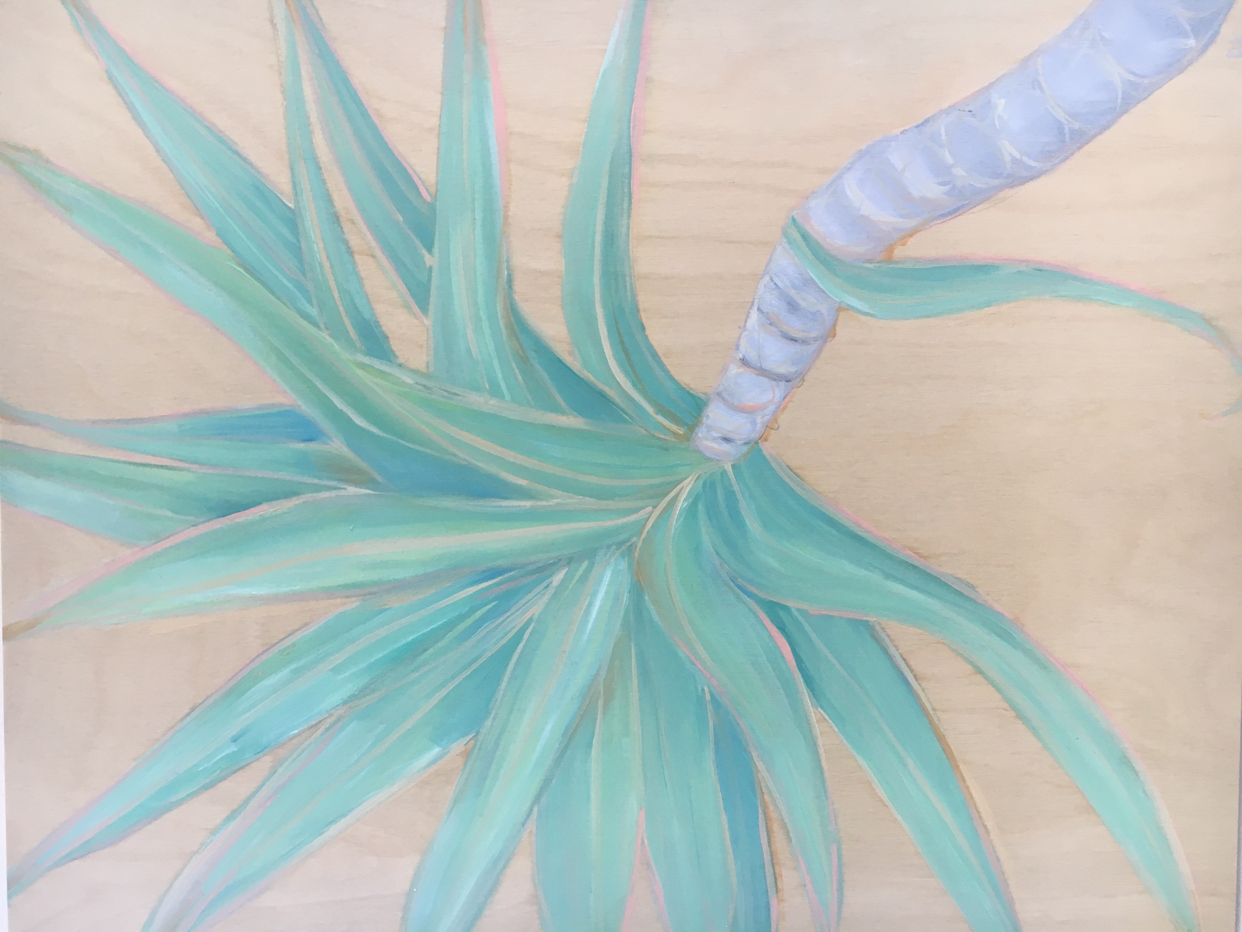 Yucca