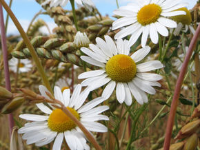 La Camomilla (herbarium)