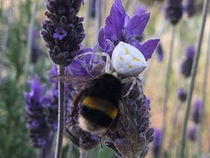 I GRUCCIONI E IL RAGNO GATTO