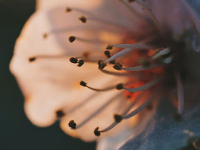 DAME (poesia)
