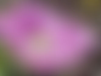 Se al centro di tutte le mie pieghe potessi udirti in canto come di merlo o di pettirosso, Madre, vestirei di papavero e sublimerei l’oppio in raddoppio come arrotolando le erre che echeggiano il mio nome di battesimo.