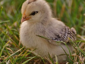 racconto sensoriale: NUOVI ARRIVI