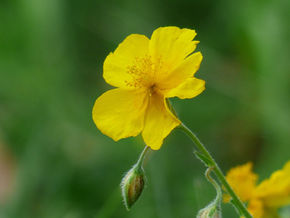 Rock Rose